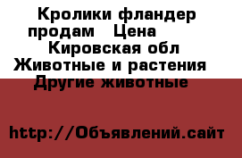 Кролики фландер продам › Цена ­ 350 - Кировская обл. Животные и растения » Другие животные   